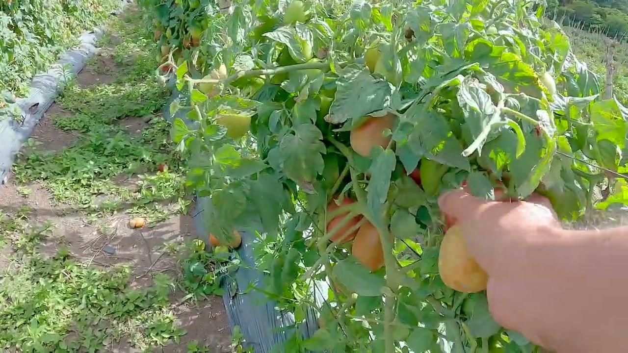 Tomates Vida del Campo, Cultivos en Las Montañas de Honduras 08-22