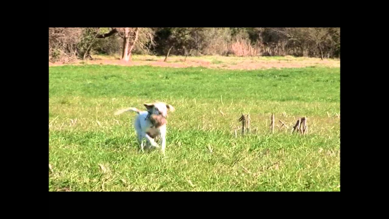 Perdiz Hunting In Argentina