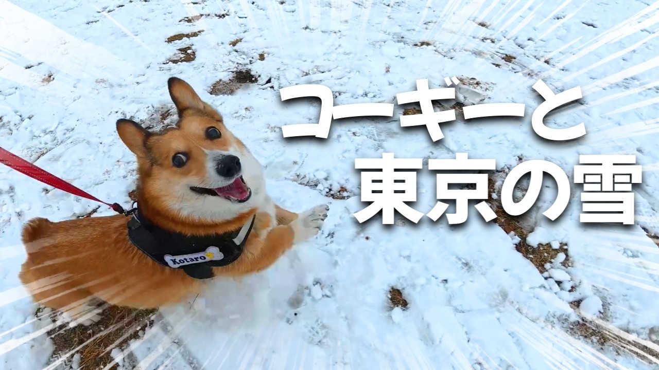 【爆食】雪に大興奮するコーギーとお散歩しましょう!!