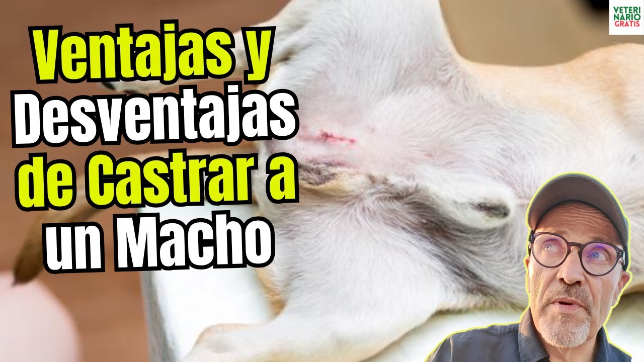 🐶✂️VENTAJAS Y DESVENTAJAS DE CASTRAR A UN PERRO MACHO🐶✂️