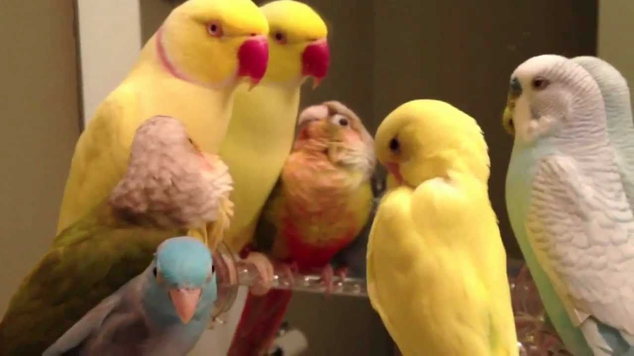 It's playtime! Bee is out of quarantine!