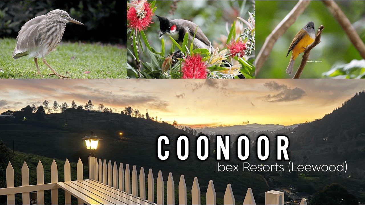 Workation in Coonoor? | Birds, Bonfire & Cozy Stay at Ibex Resorts | Hodophile Footsteps