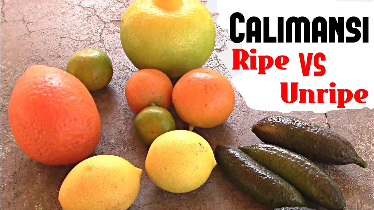 Calamansi: Ripe vs Unripe comparison - Weird Fruit Explorer Ep 255