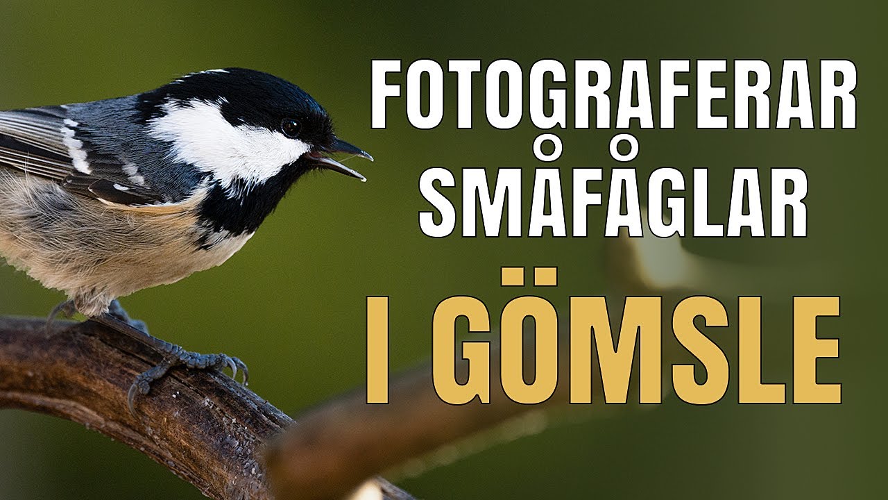 Jag fotograferar småfåglar i gömsle.
