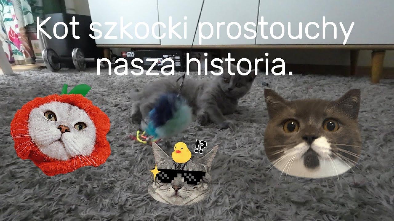 Kot szkocki prostouchy nasza historia