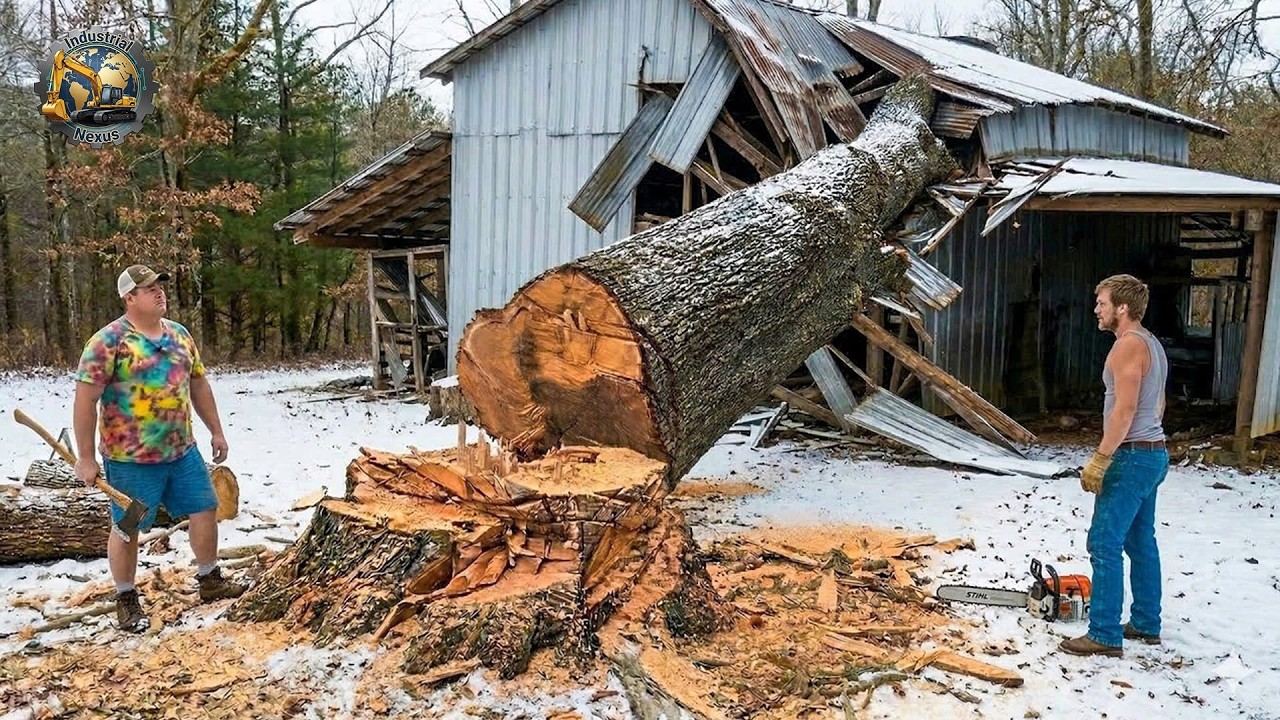 Idiots With Chainsaws: Tree Cutting Fails | Extreme Dangerous Logging Truck Fails #3