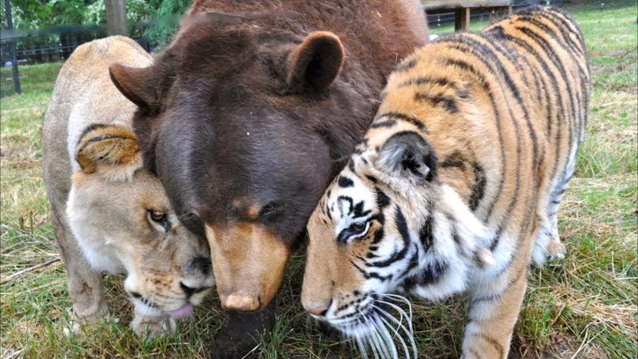 Lion, Tiger and Bear have been inseparable ever since they were rescued from a basement