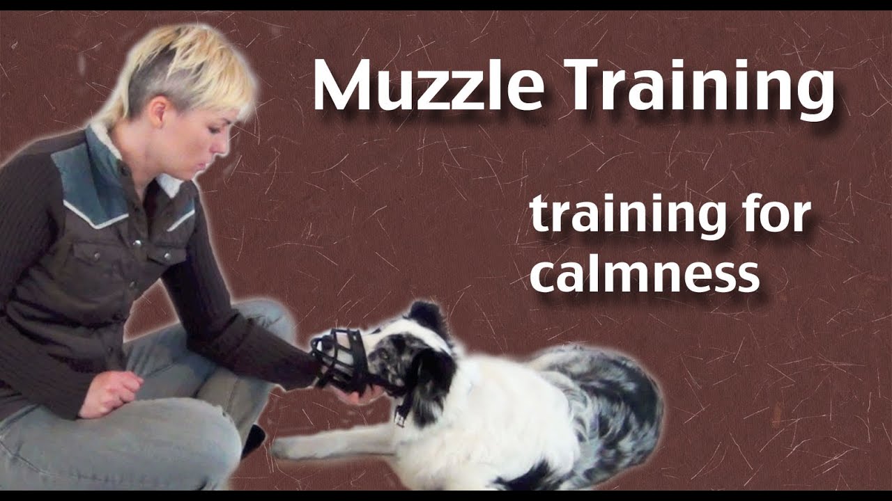 Teach your dog to wear a muzzle