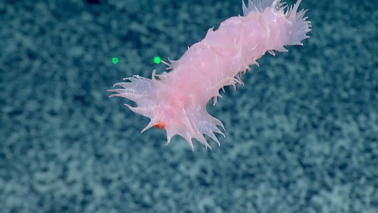 Biodiversity and Beauty Near Johnston Atoll | Nautilus Live