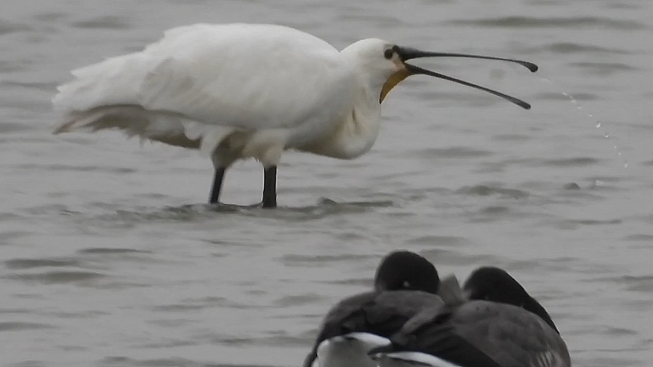 Spoonbills Lapwings and Pintails