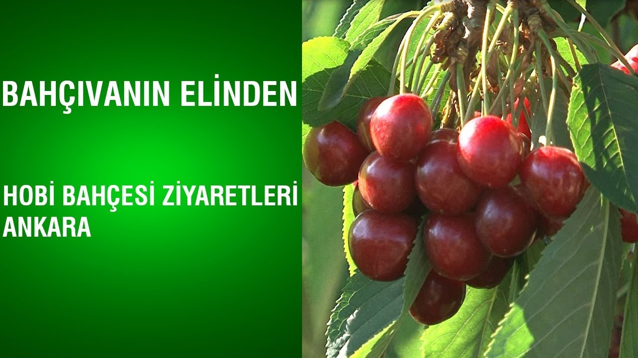Bahçıvanın Elinden - Hobi Bahçesi Ziyaretleri / Ankara