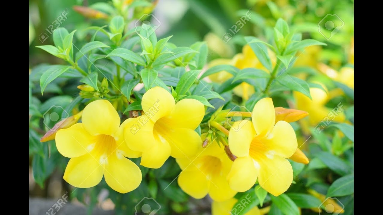 Allamanda Plant | Caring Tips for Proper Growth & Flowering