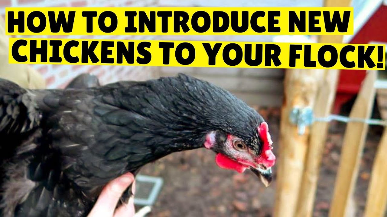 How to introduce new chickens | establishing pecking order!