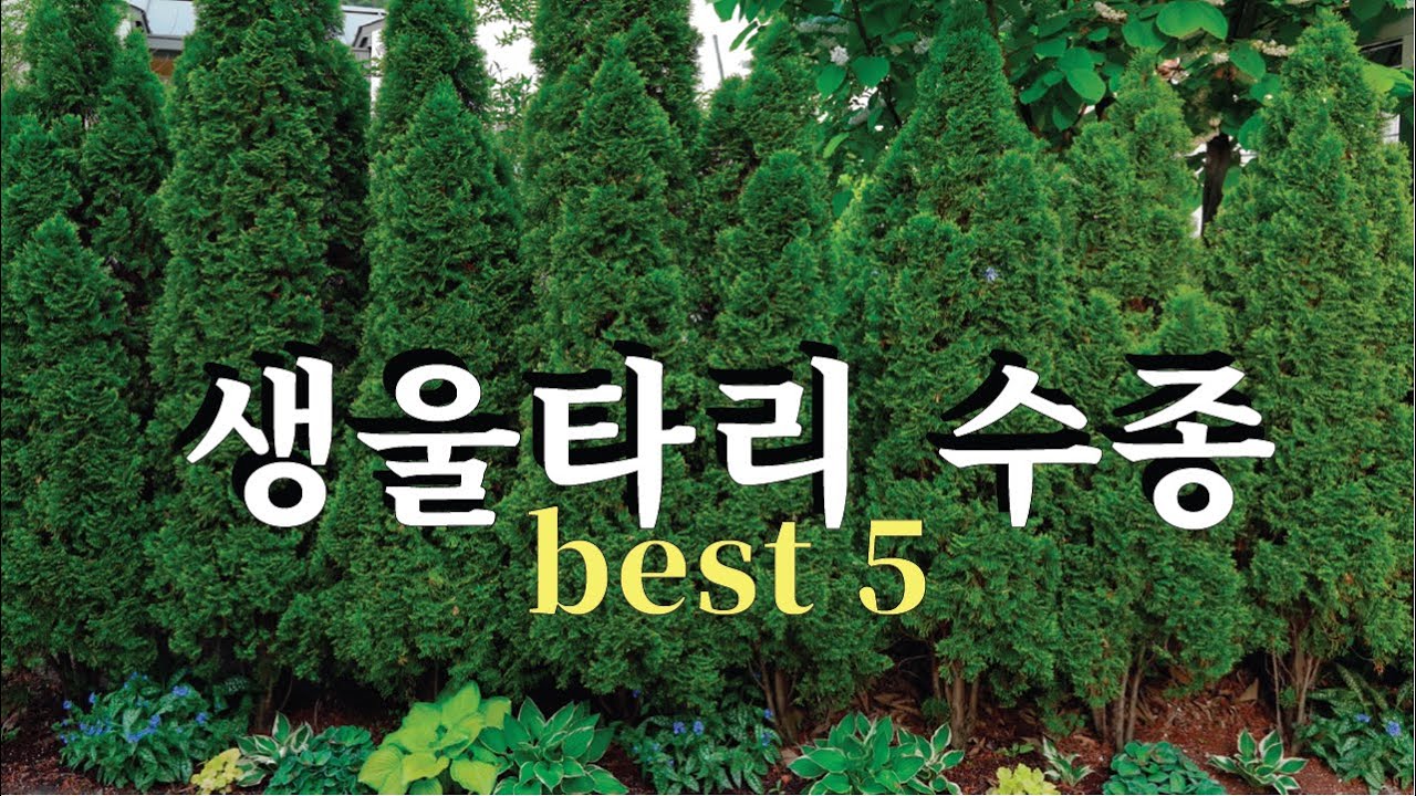 생울타리 어떤 나무로 할까? 생울타리 종류과 수종 추천, 관리법과 비료.