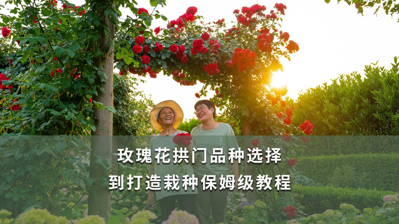 浪漫玫瑰花拱門，海媽保姆級打造教程