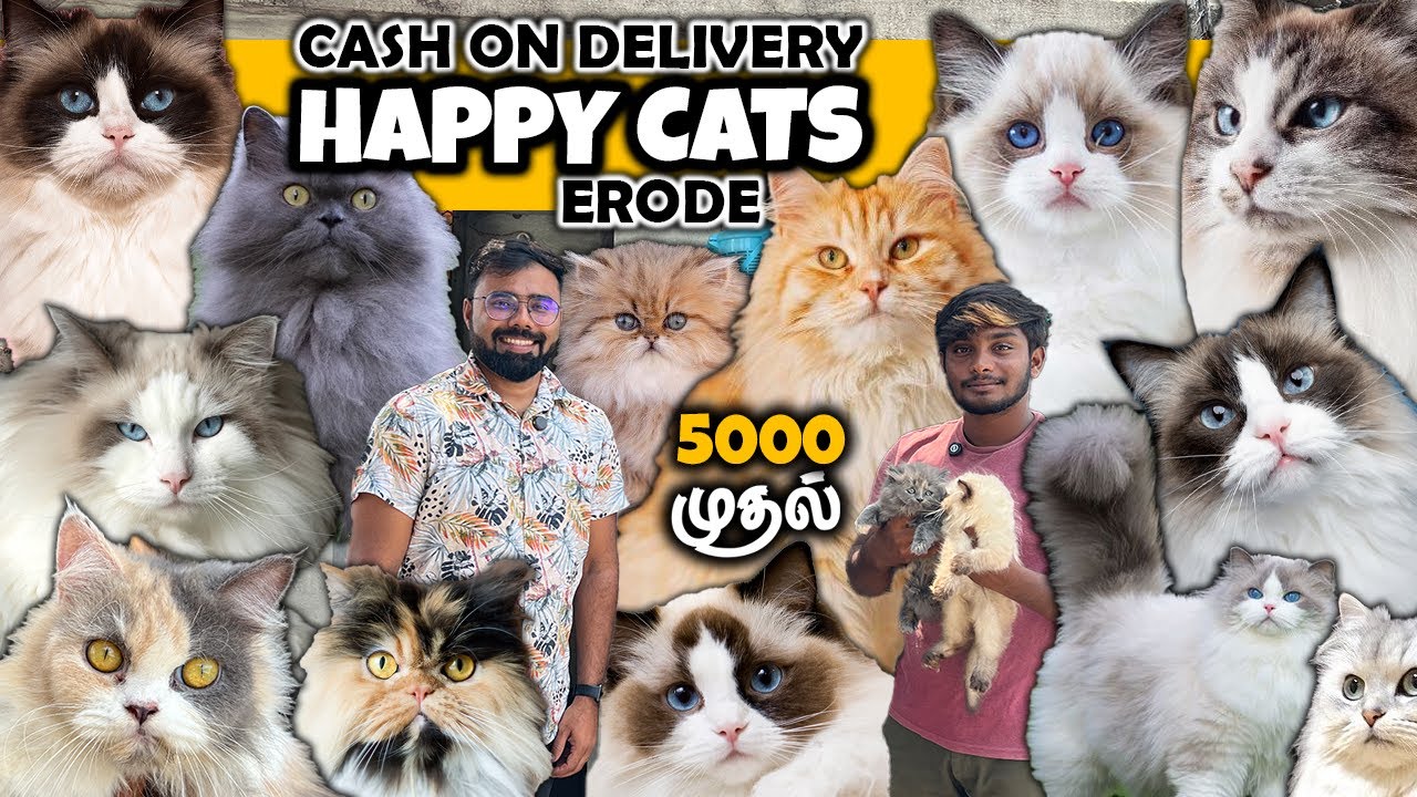 ₹ 5000 முதல் வளர்ப்புப் பூனை Persian Cats | Ragdoll | Happy Cats Cattery Erode