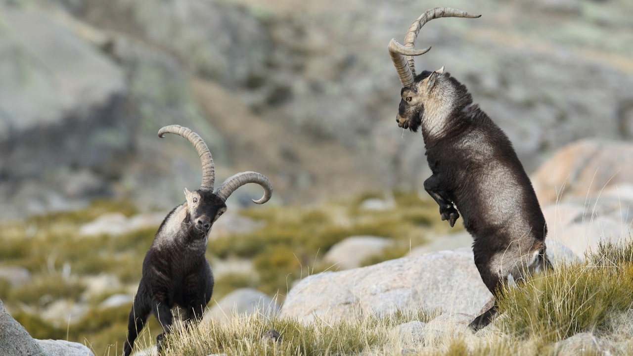 Iberian ibex (Spanish Ibex)-Wildlife Wonders of Spain