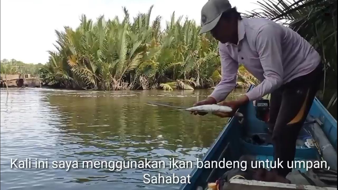 Ikan Bandeng,salah satu umpan mujarab mancing ikan Mangrove Jack