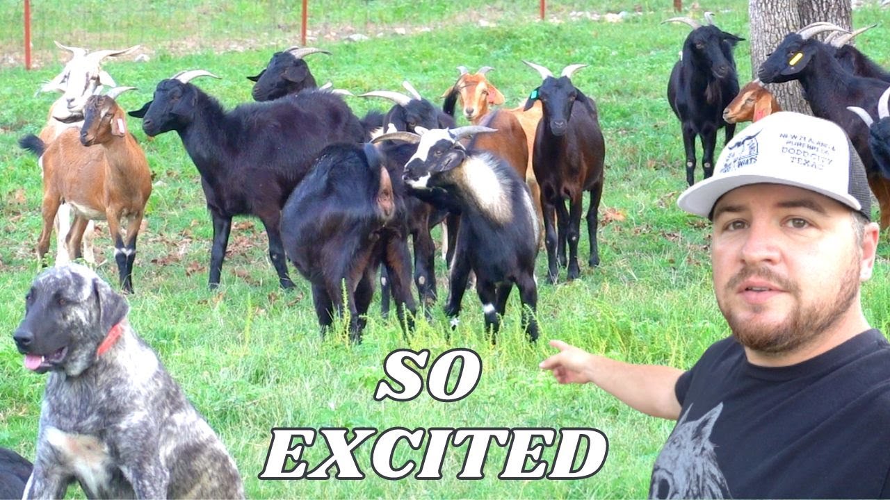 GUARD DOGS WERE SO EXCITED TO SEE THE NEW ZEALAND KIKO BUCK THEN THIS HAPPENED