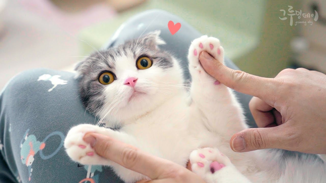 손금 봤더니 왕이 될 팔자를 타고난 고양이