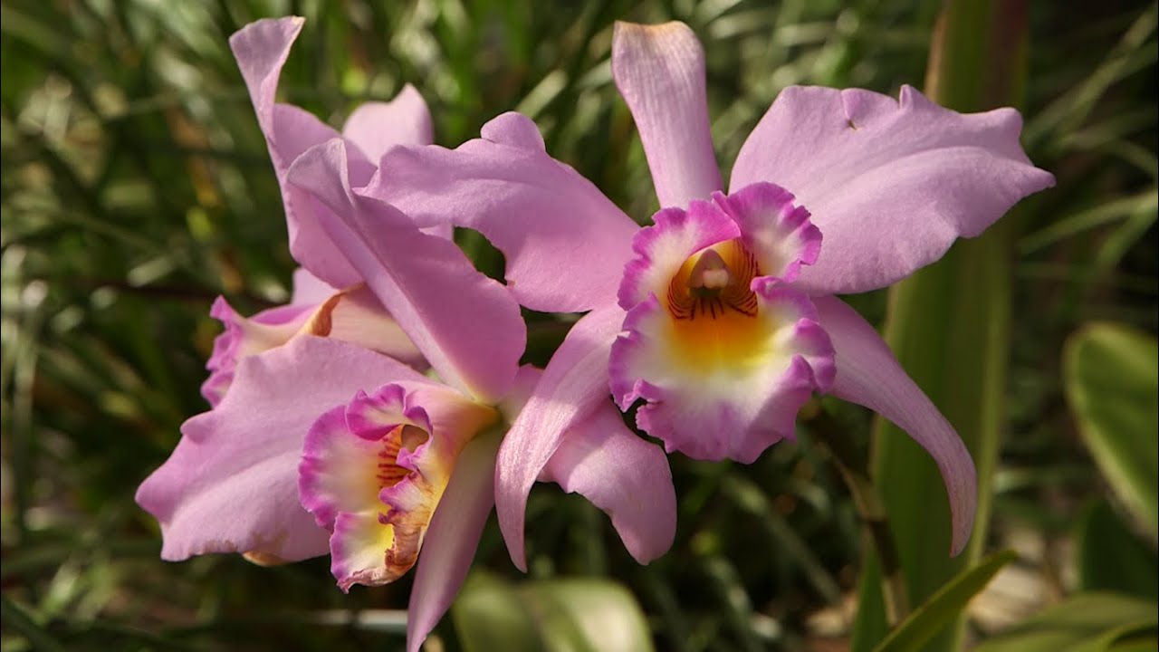 70 Years of Orchids in San Diego