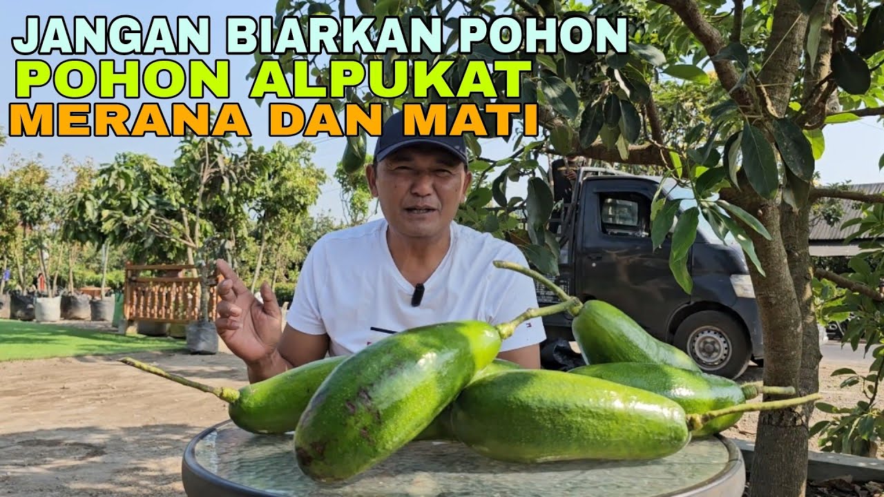 JANGAN BIARKAN POHON ALPUKAT MERANA DAN MATI