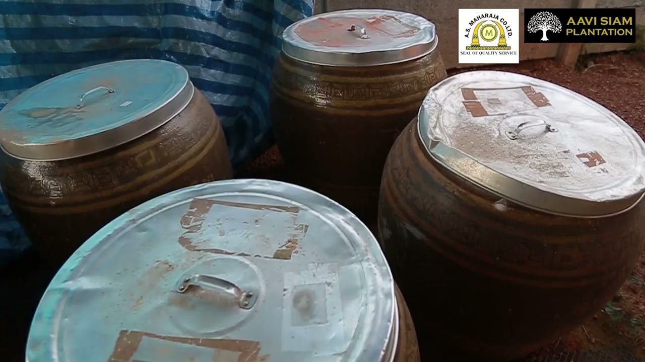 OUD Wood and Oil wholesale from Thailand Plantation