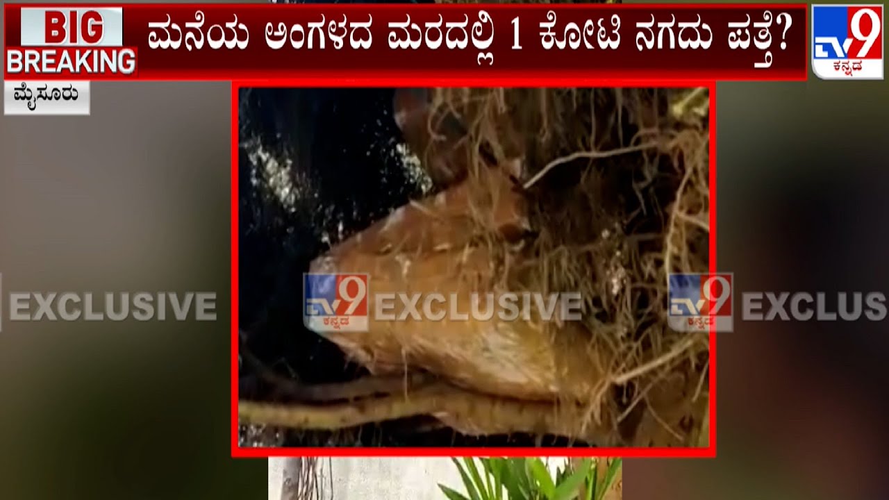 IT Raid In Mysuru | ಕೆ.ಸುಬ್ರಹ್ಮಣ್ಯ ರೈ ಎಂಬುವರ ಮನೆಯ ಅಂಗಳದ ಮರದಲ್ಲಿ 1 ಕೋಟಿ ನಗದು ಪತ್ತೆ? #TV9A