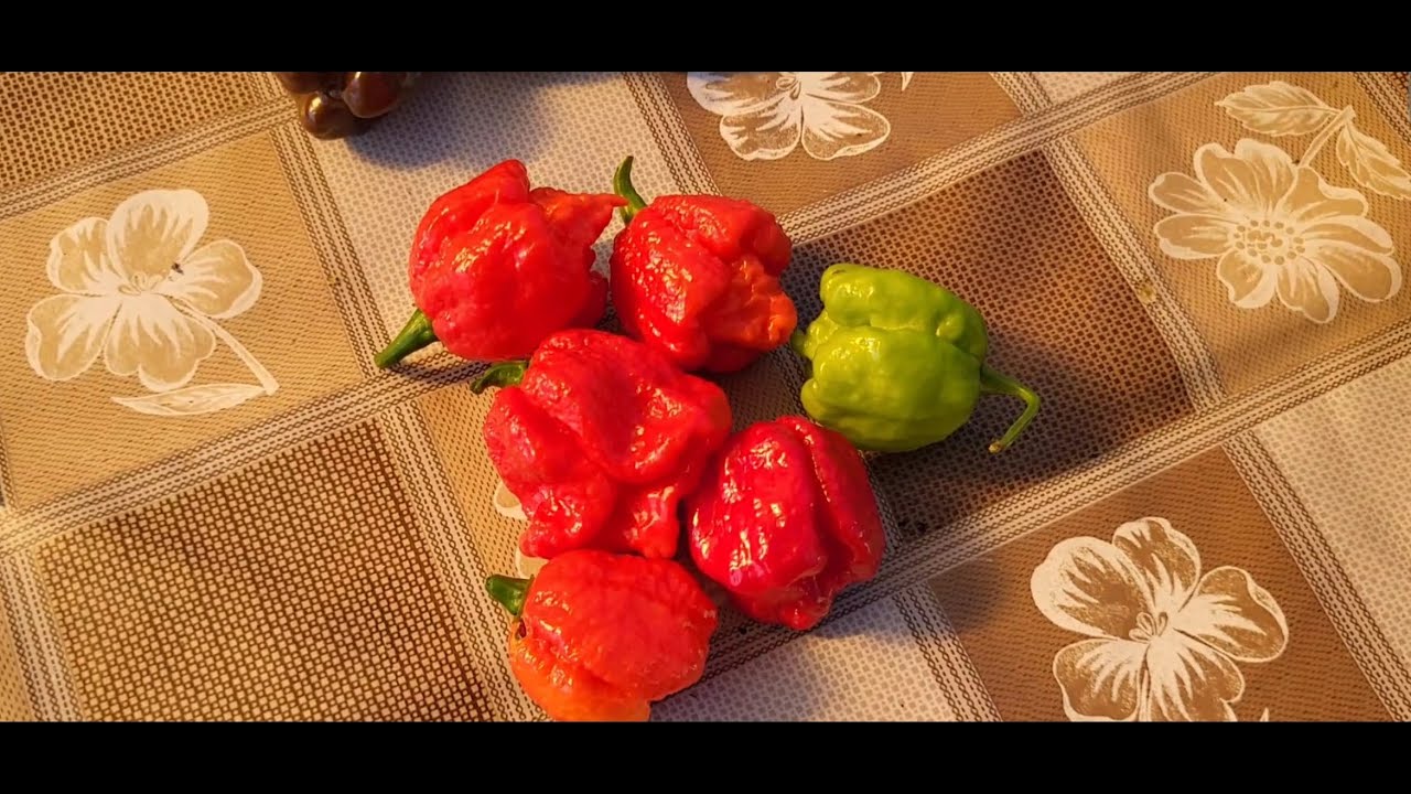 СОБИРАЕМ ОЧЕРЕДНОЙ УРОЖАЙ. КАРОЛИНА, ХАБАНЕРО И ХАЛАПЕНЬО. ПЕРЦАМ 250 ДНЕЙ. #каролина #хабанеро