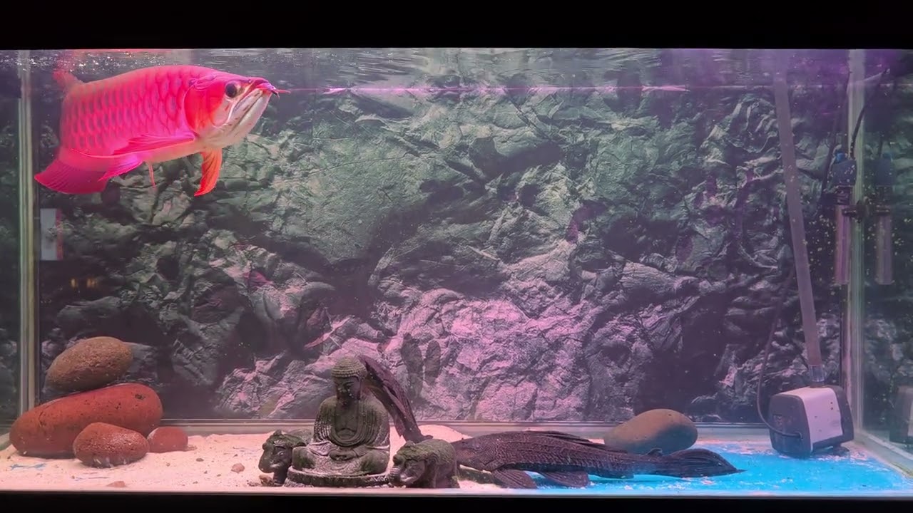 Super red Arowana