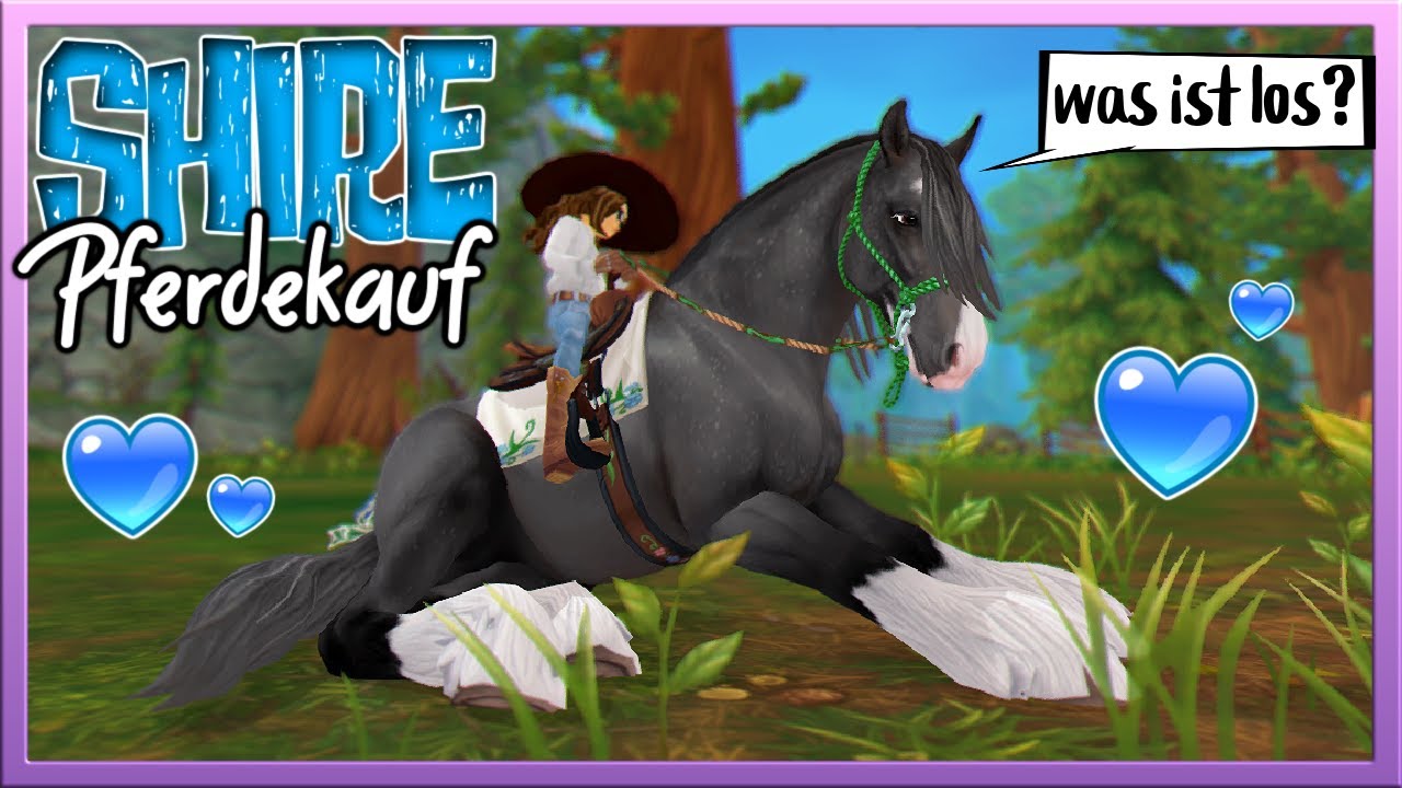 warum war ich weg 💭 & SHIRE PFERDEKAUF 🐴🤍 (+ seine Geschichte) SSO