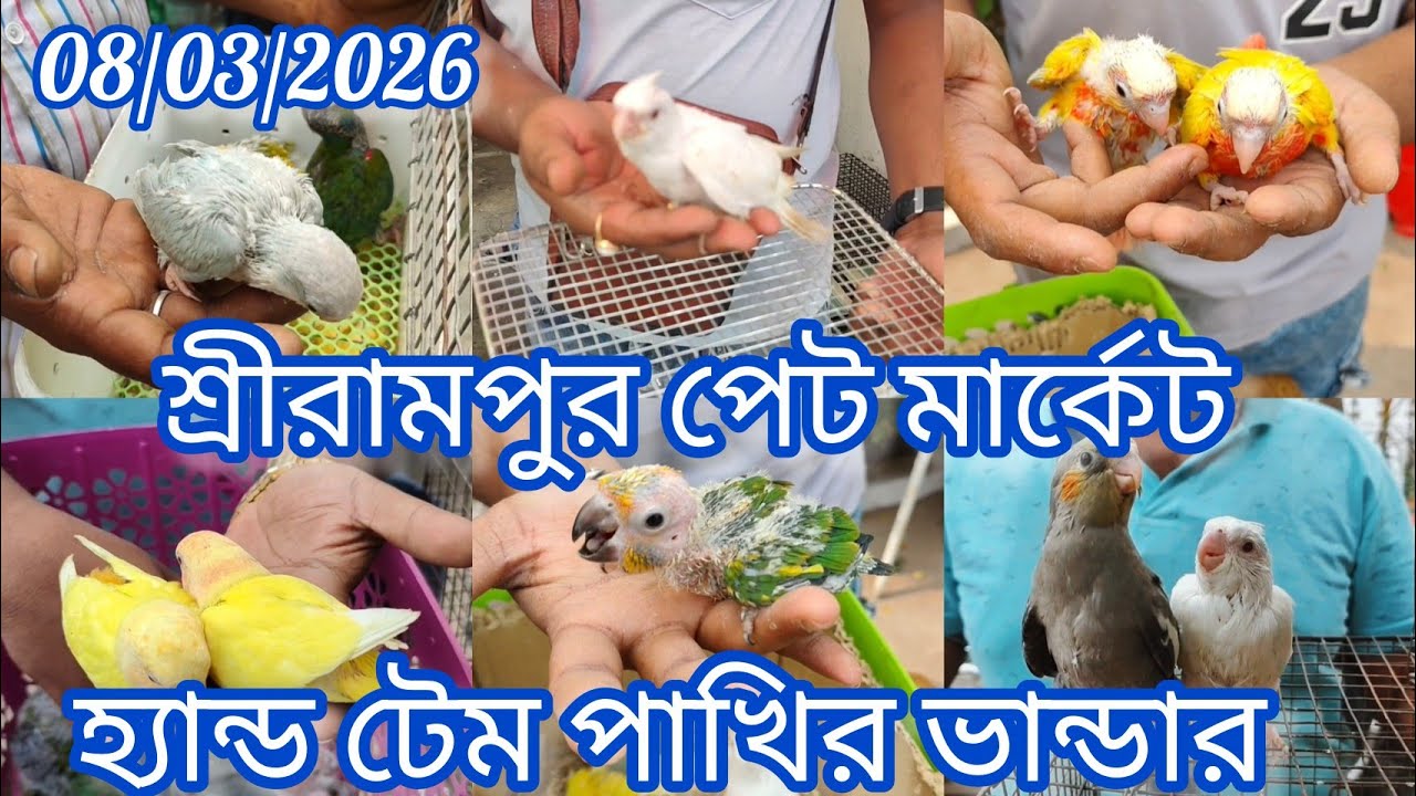 Today Shrirampur Pet Market 🦜 Exotic Birds at Cheapest Price 🐦08/03/2026🦜 হ্যান্ড টেম পাখির ভান্ডার🦜