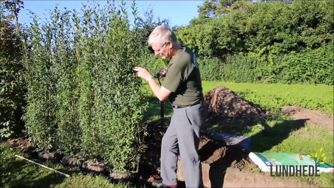 Sådan planter du en færdighæk