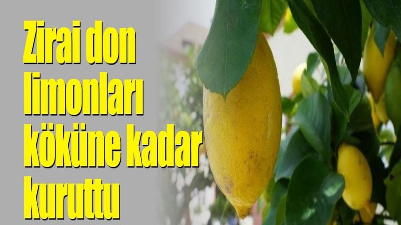 Zirai don limonları köküne kadar kuruttu