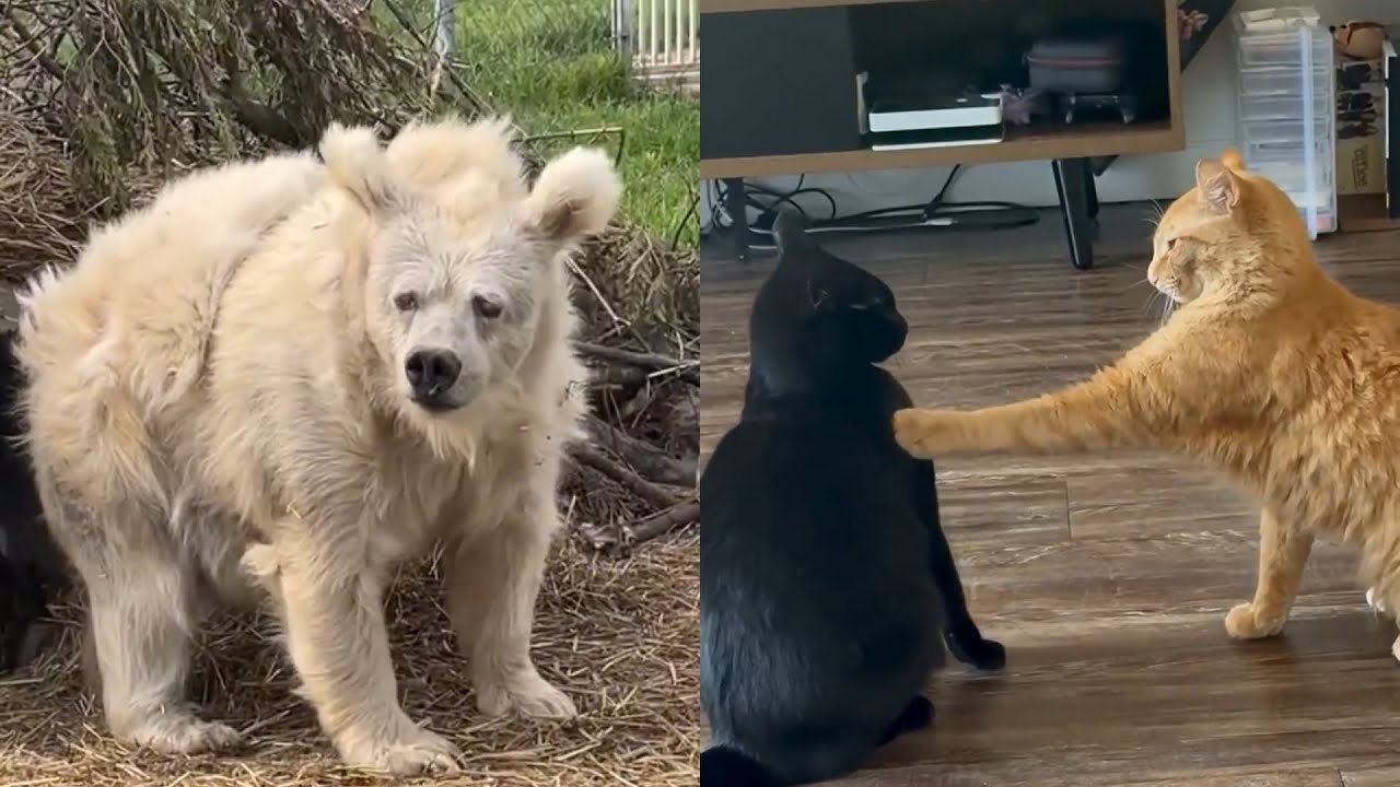 Nejlep&scaron;&iacute; Zv&iacute;řec&iacute; Hl&aacute;&scaron;ky - 1 d&iacute;l