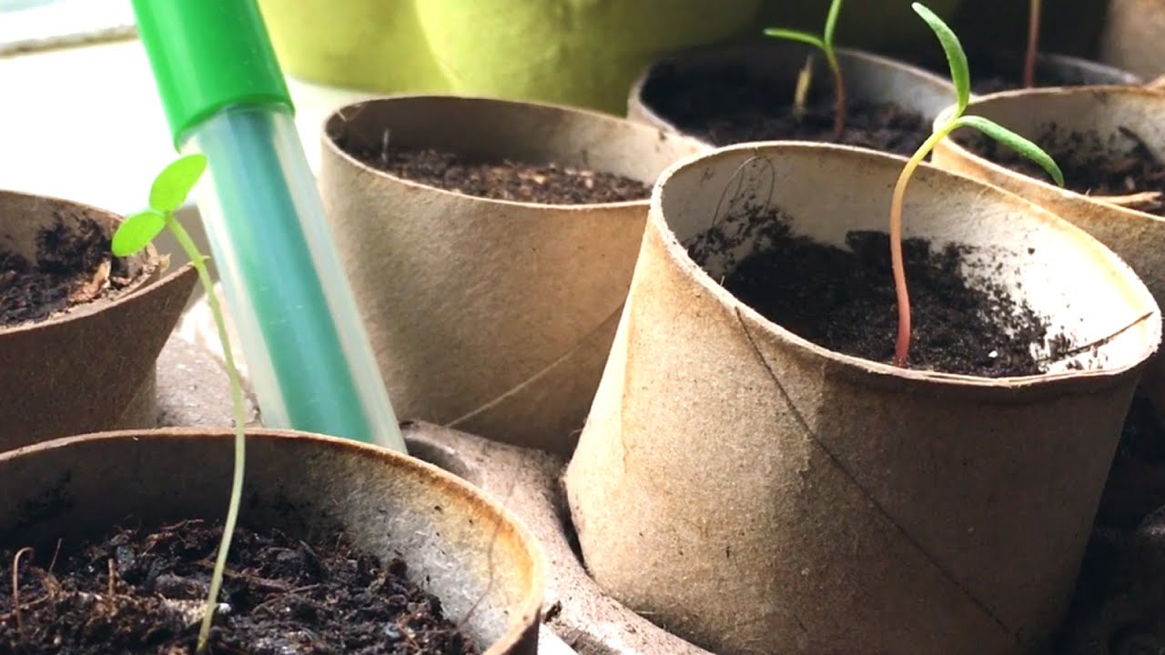 Voorkom lange slappe planten! 🌱 4 tips voor stevige & gezonde zaailingen