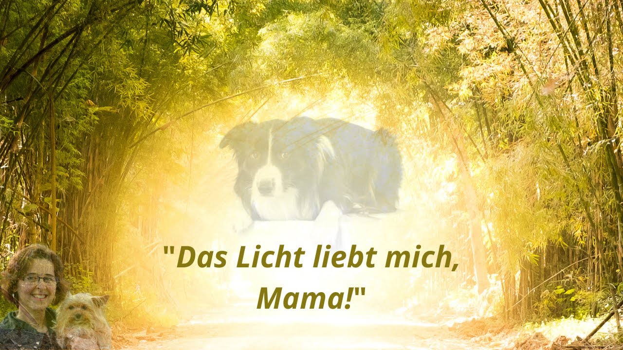 Tierkommunikation &ndash; Seelengespr&auml;ch mit einer kleinen H&uuml;ndin 💝