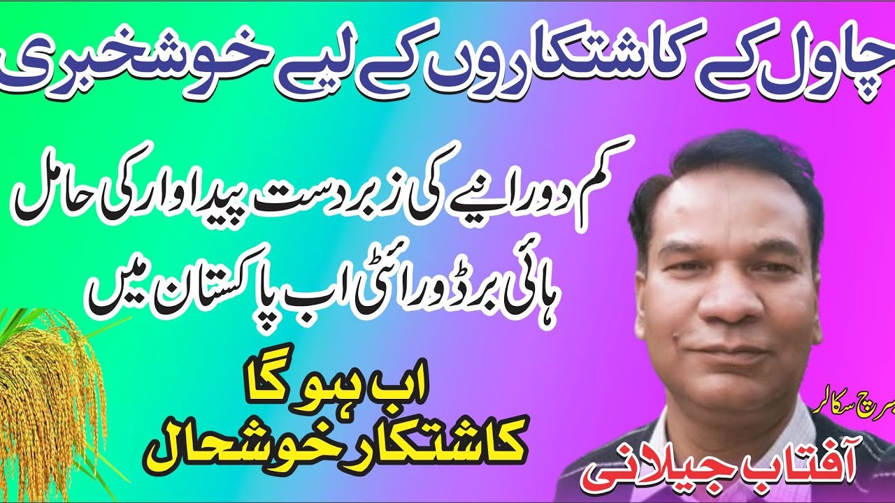 اڑان SS46 , ہایئبرڈ دھان کی ایک ورائٹی،  جس نے سب کو کر دیا حیران۔