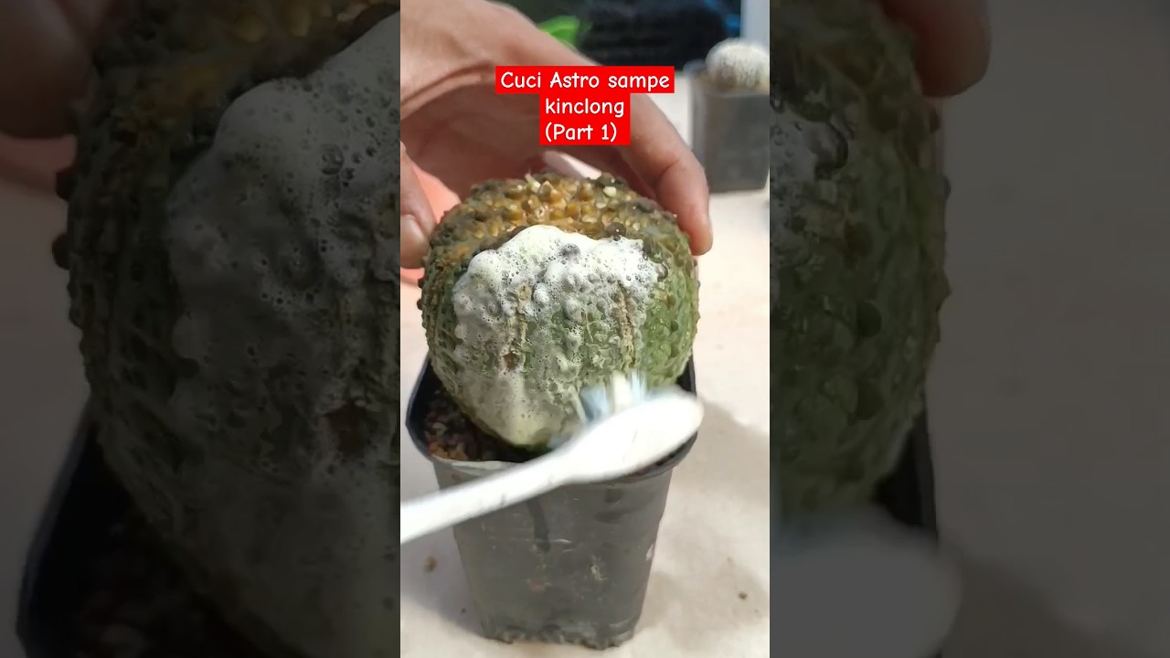 Cara Mencuci Kaktus Astro supaya bulunya putih kembali (part 1) #kaktus #astrophytum #cactus