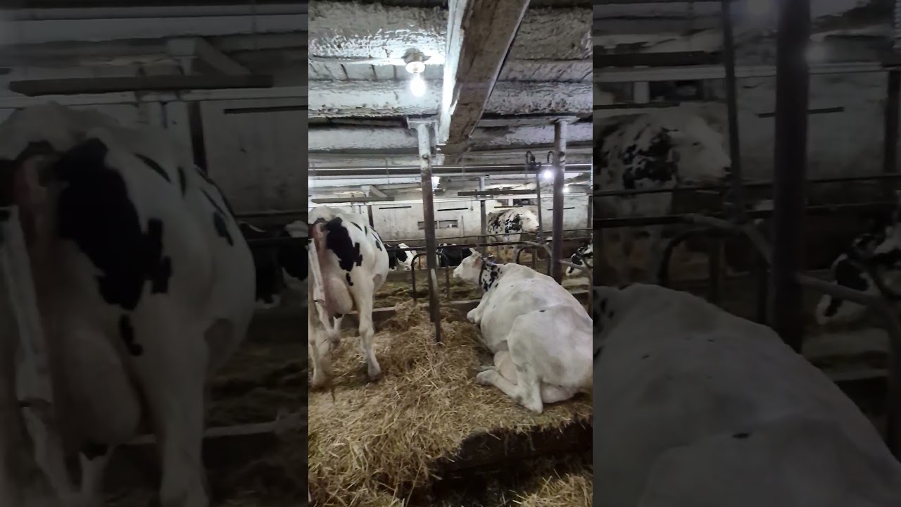 Milking 91 Cows In A Tie stall Barn... Kicking It Old School!!! #trending #farming #dairycows