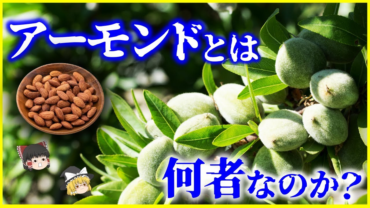 【ゆっくり解説】ナッツではない⁉「アーモンド」とは何者なのか？を解説/アーモンドの中に潜む“毒”とは…？アーモンドが見てきた人類史