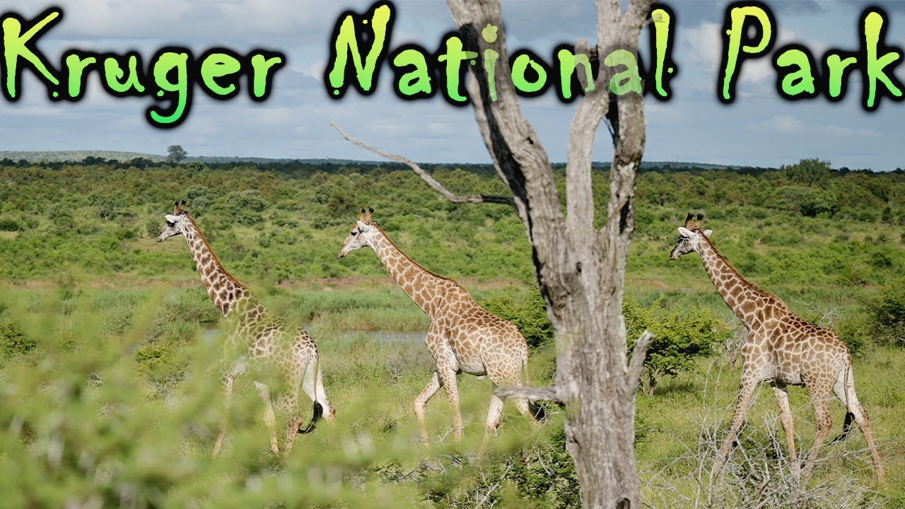 Kruger National Park 2025 | Crocodile River Gate - South Africa