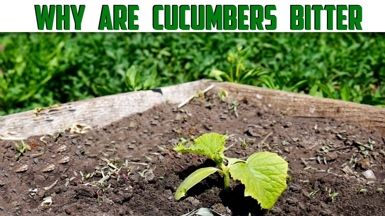 Why Are My Cucumbers Bitter - How To Grow Sweet Cucumbers - Causes Of Bitter Cucumbers