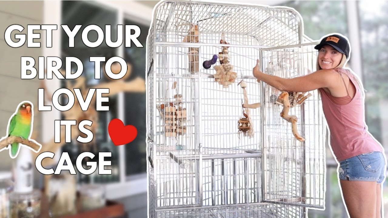 How to Get Your Bird to Love Its Cage