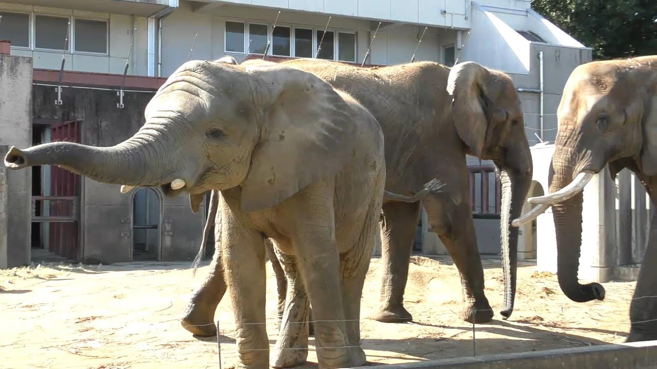 媛ちゃん（国内初の人工哺育で育てられたアフリカゾウ）のご挨拶♪とべ動物園にて