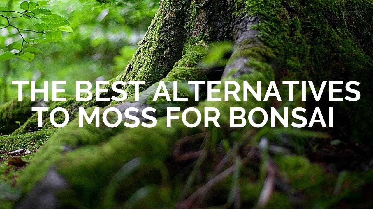 Best alternatives to moss for bonsai || Moss substitutes for bonsai || Ground cover for bonsai