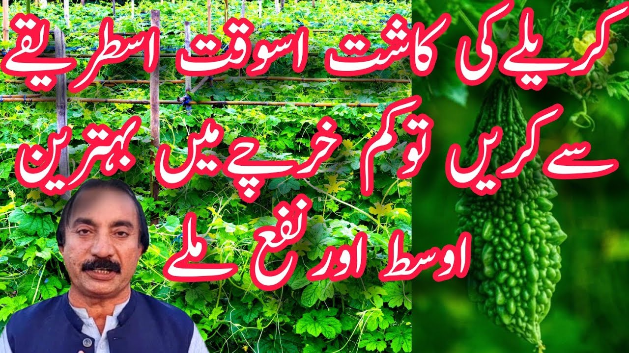 کریلے کی کاشت اس وقت اس طریقے سےکریں تو کم خرچے میں بہترین اوسط اور نفع ملے ۔