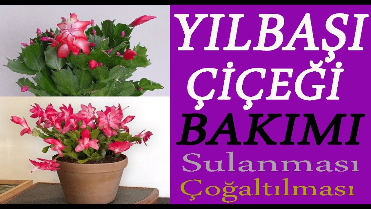 Yılbaşı çiçeği bakımı, sulanması ve çoğaltılması. Christmas flower care, watering and reproduction.