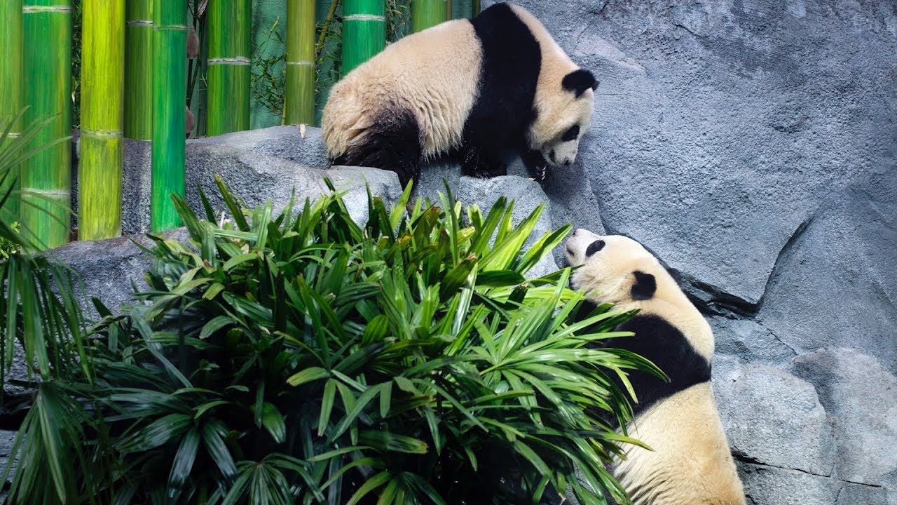 Giant panda cubs frolic at Calgary Zoo debut