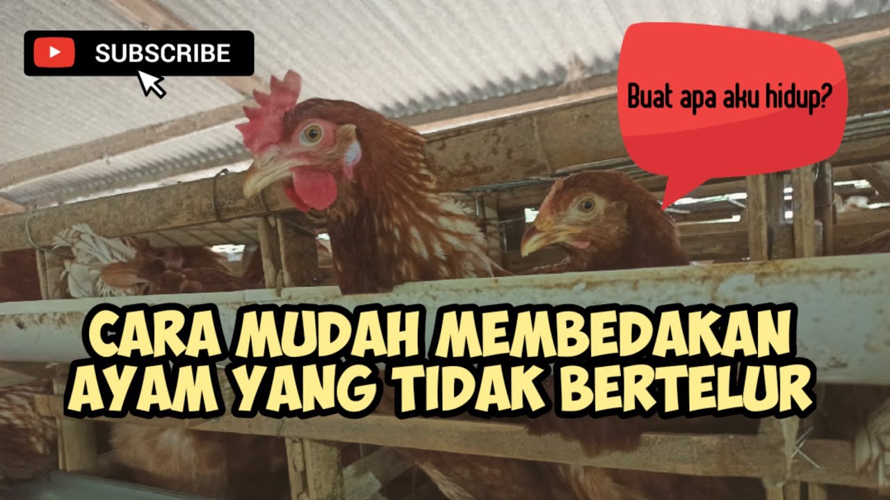 TIPS || CARA MUDAH MEMBEDAKAN AYAM YANG TIDAK BERTELUR DAN BERTELUR